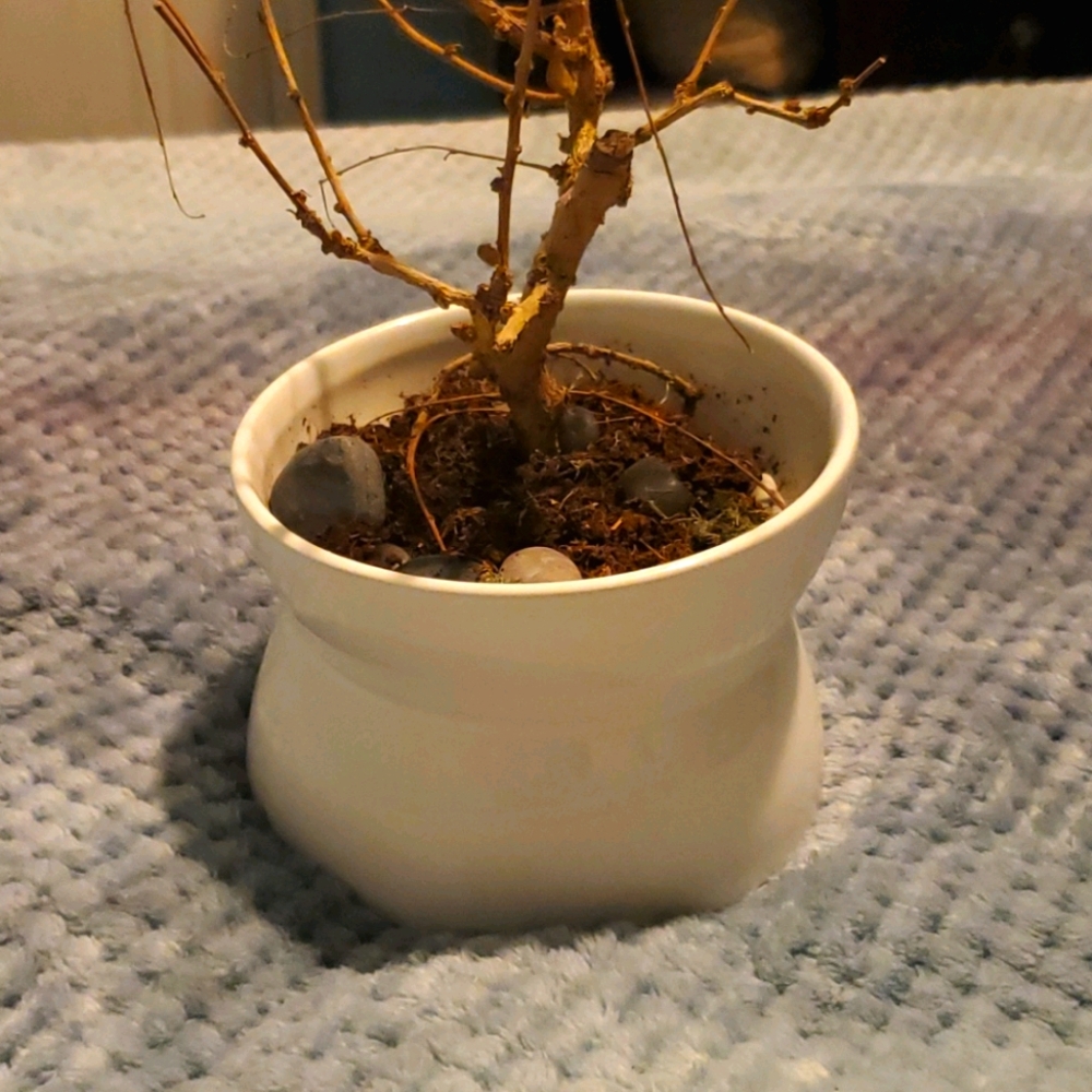 A plant holder